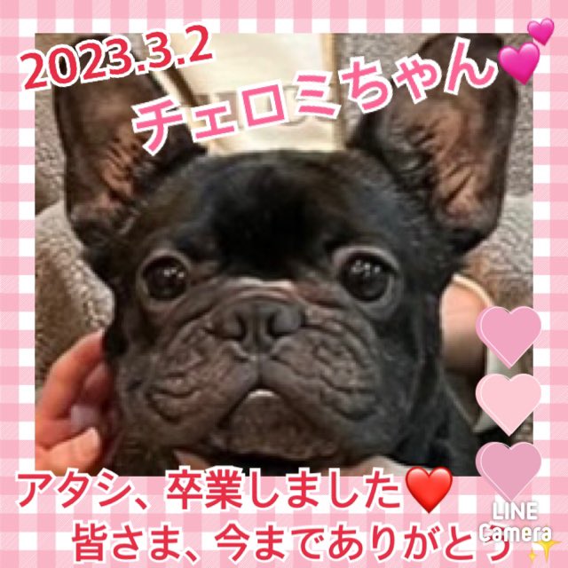 【運命の赤い糸見～つけた💓フレンチブルドッグのチェロミちゃん💕2023,3,2】